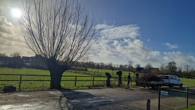 wilgen knotten ederveen