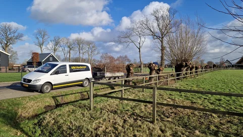 wilgen knotten ederveen