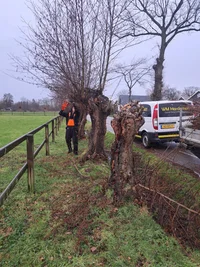 wilgen knotten ederveen